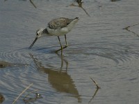 Marsh Sandpiper (Tringa stagnatilis)