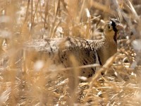 Black-faced Sandgrouse (Pterocles decoratus)