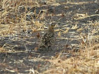 Black-faced Sandgrouse (Pterocles decoratus)