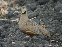 Yellow-throated Sandgrouse (Pterocles gutturalis)