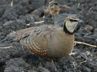 Yellow-throated Sandgrouse (Pterocles gutturalis)