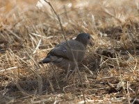 Emerald-spotted Wood Dove (Turtur chalcospilos)