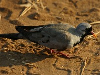 Namaqua Dove (Oena capensis)