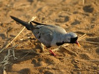 Namaqua Dove (Oena capensis)