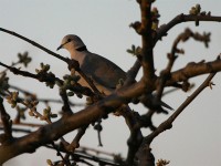 Ring-necked Dove (Streptopelia capicola)