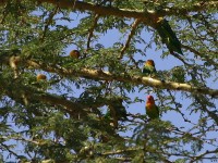 Fischer's Lovebird (Agapornis fischeri)