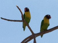 Yellow-collared Lovebird (Agapornis personatus)