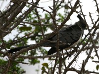 White-bellied Go-away-bird (Corythaixoides leucogaster)