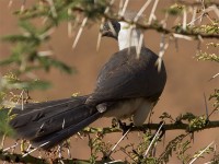 Bare-faced Go-away-bird (Corythaixoides personatus)