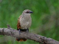 White-browed Coucal (Centropus superciliosus)