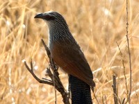 White-browed Coucal (Centropus superciliosus)