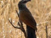 White-browed Coucal (Centropus superciliosus)