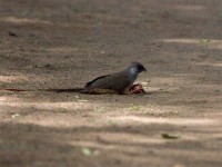 Speckled Mousebird (Colius striatus)