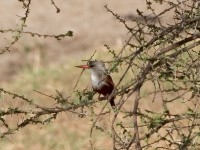 Grey-headed Kingfisher (Halcyon leucocephala)