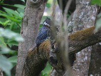 Giant Kingfisher (Megaceryle maxima)