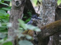 Giant Kingfisher (Megaceryle maxima)