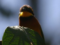 Cinnamon-chested Bee-eater (Merops oreobates)