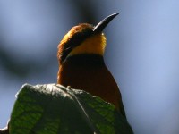 Cinnamon-chested Bee-eater (Merops oreobates)