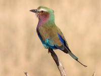 Lilac-breasted Roller (Coracias caudatus)