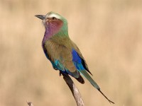 Lilac-breasted Roller (Coracias caudatus)