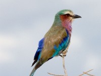 Lilac-breasted Roller (Coracias caudatus)