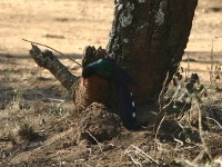 Green Wood Hoopoe (Phoeniculus purpureus)