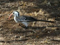 Northern Red-billed Hornbill (Tockus erythrorhynchus)