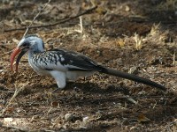 Northern Red-billed Hornbill (Tockus erythrorhynchus)