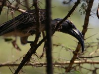 African Grey Hornbill (Lophoceros nasutus)