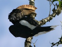 Silvery-cheeked Hornbill (Bycanistes brevis)