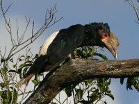 Silvery-cheeked Hornbill (Bycanistes brevis)