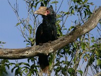 Silvery-cheeked Hornbill (Bycanistes brevis)