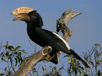 Silvery-cheeked Hornbill (Bycanistes brevis)