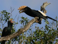 Silvery-cheeked Hornbill (Bycanistes brevis)