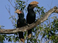 Silvery-cheeked Hornbill (Bycanistes brevis)