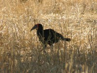 Southern Ground Hornbill (Bucorvus leadbeateri)