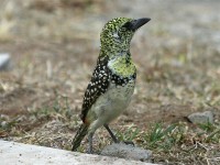 D'Arnaud's Barbet (Trachyphonus darnaudii usambiro) Usambiro