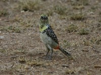 D'Arnaud's Barbet (Trachyphonus darnaudii usambiro) Usambiro