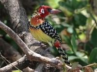 Red-and-yellow Barbet (Trachyphonus erythrocephalus)