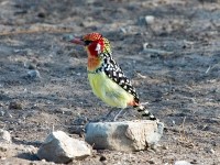 Red-and-yellow Barbet (Trachyphonus erythrocephalus)