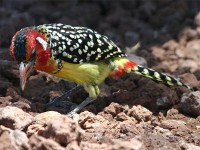 Red-and-yellow Barbet (Trachyphonus erythrocephalus)