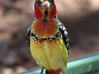 Red-and-yellow Barbet (Trachyphonus erythrocephalus)