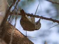 Cardinal Woodpecker (Dendropicos fuscescens)