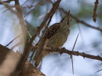 Cardinal Woodpecker (Dendropicos fuscescens)