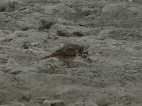 Red-capped Lark (Calandrella cinerea)