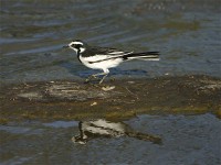 African Pied Wagtail (Motacilla aguimp)