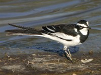 African Pied Wagtail (Motacilla aguimp)