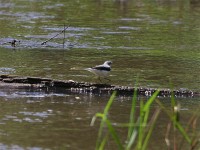 Mountain Wagtail (Motacilla clara)