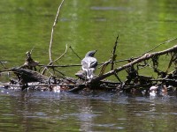 Mountain Wagtail (Motacilla clara)