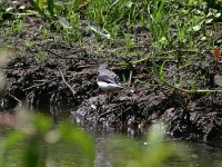 Mountain Wagtail (Motacilla clara)